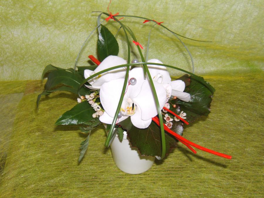 Composition phalaenopsis